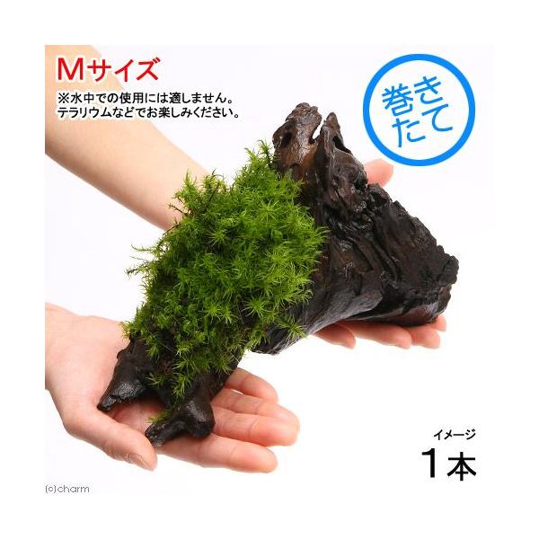 ieEjہ@e@Vb|SPt؁@lTCYiQOjiP{j