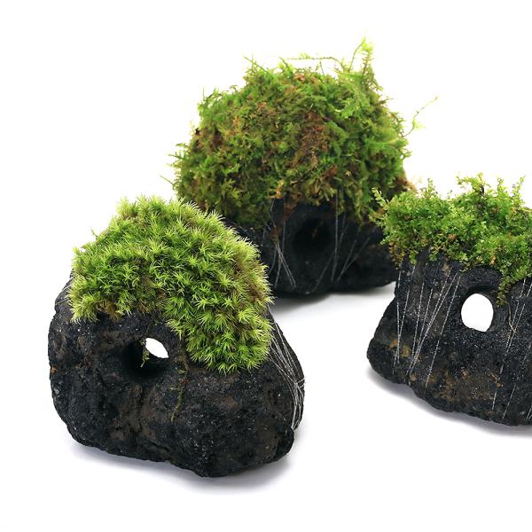 line2462terarium　コケシリーズ　aquaterrarium　ガーデニング　観葉植物　苔　all_plants　両爬向き植物　20140124　テラリウム　育て方　育成方法　栽培方法　koke_rysi　20230903　MK...