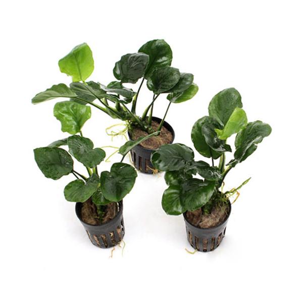 ijAkrAX@oe[@Eh[tiR|bgj