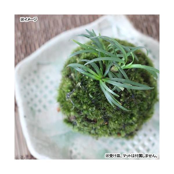 i~́jۋʁ@EmqQiPj@ϗtA@RPʁixԁj