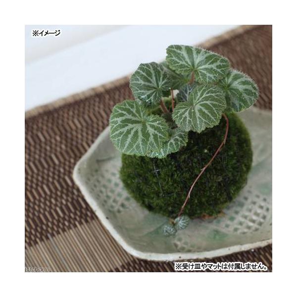 i~́jۋʁ@LmV^iPj@ϗtA@RPʁixԁj