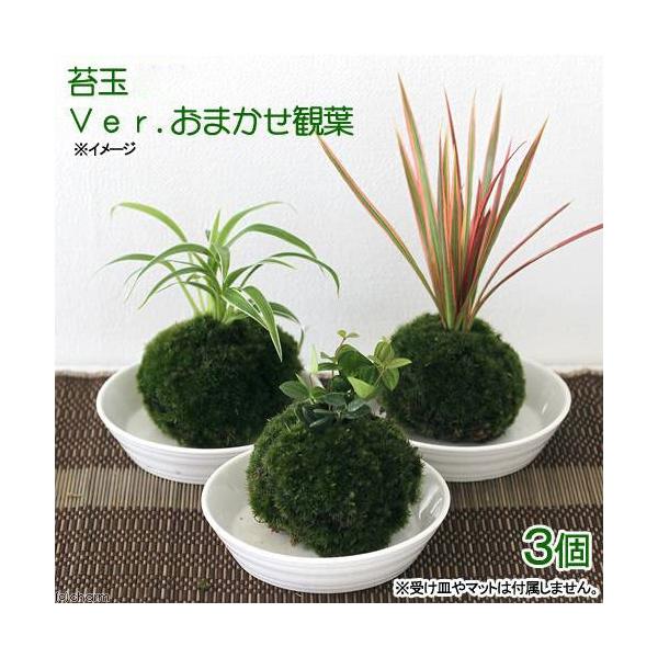 苔玉・苔 puyozou チャーム（ペット） （盆栽）苔玉 おまかせ観葉（3個） 観葉