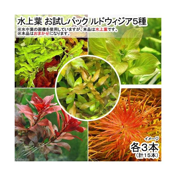 PF_SPQ　熱帯魚　_wp　Rotala　イキイキ水上葉　ikiikiwpsh　水草　水上葉　20140218　_aqua　2305ehstcupon