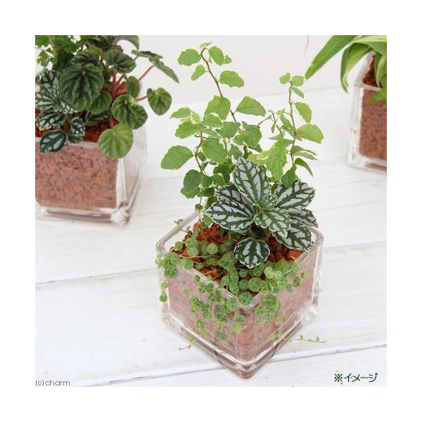 観葉植物 ハイドロカルチャー ミニ観葉３種の寄せ植え ニューブロック ｍ １個 Buyee Buyee Japanese Proxy Service Buy From Japan Bot Online