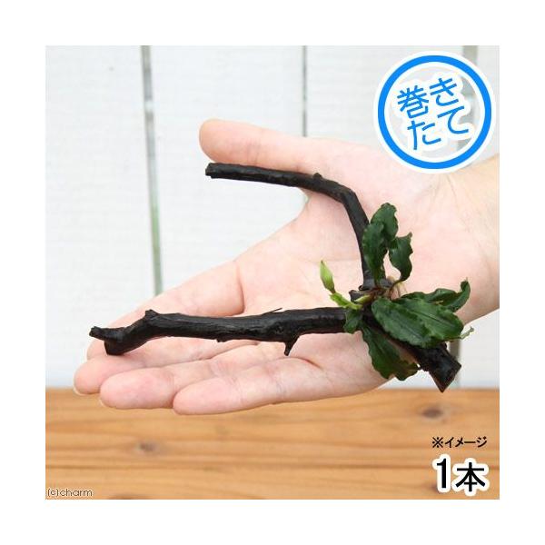 ijuZt@hDO[EF[r[iC{CXj}󗬖؁@rTCYiPO`jitjiP{j@kCEBq֗vۉ