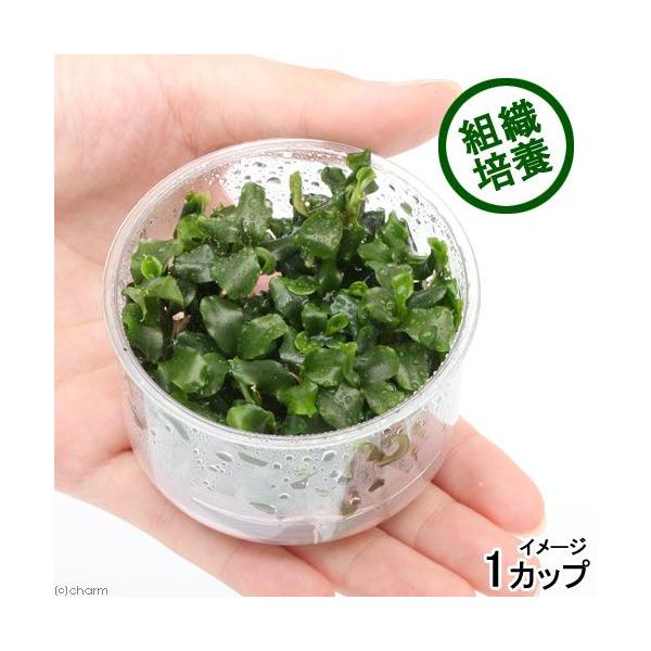 ijgD|{@uZt@hDO[EF[r[iC{CXjiPJbvj@kCEBq֗vۉ