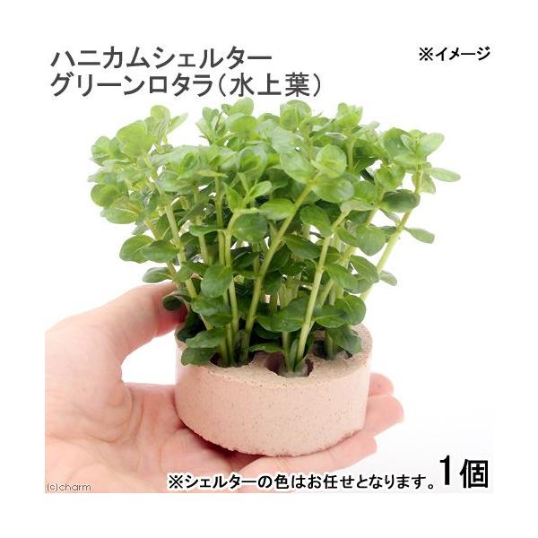 ijnjJVF^[@O[^itji_jiPj