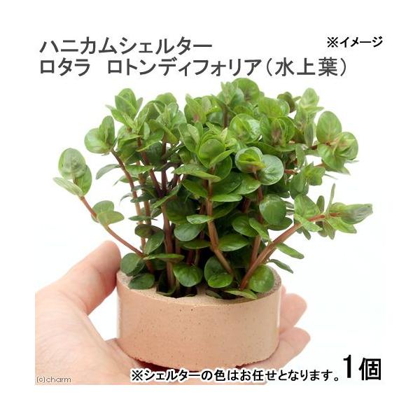 ijnjJVF^[@^@gfBtHAitji_jiPj