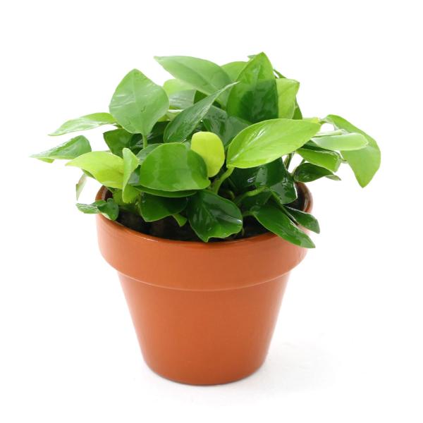 ijfĂ@AkrAXii@S[fitjiPj