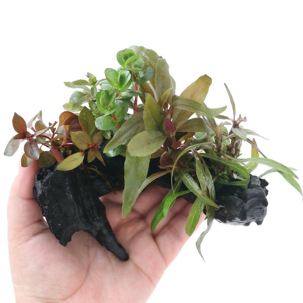 ij܂@ؕt@gt~bNX@rTCYitji_jiP{jiPTj