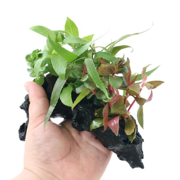 ij܂@ؕt@~bNX@rTCYitji_jiP{jiPTj