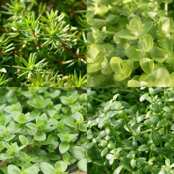 ijoRp~bNX@Sitji_jivQO{j