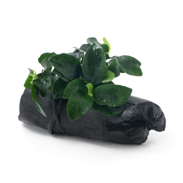 ijAkrAXii@v`@YtiPO`PTjitjiPj