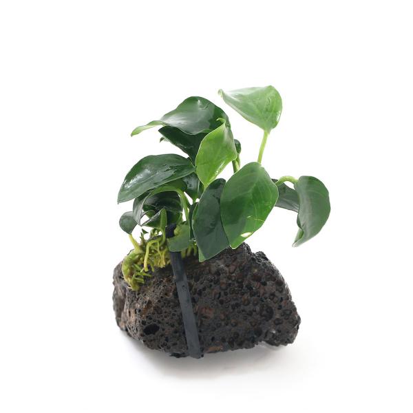 ijAkrAXii@v`@nΏitjiRj