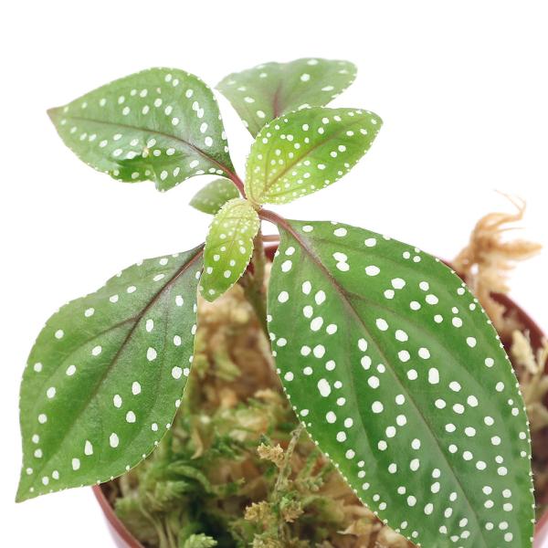 ieEj\lDzCghbgiP|bgjm{^@kCEBq֗vۉ