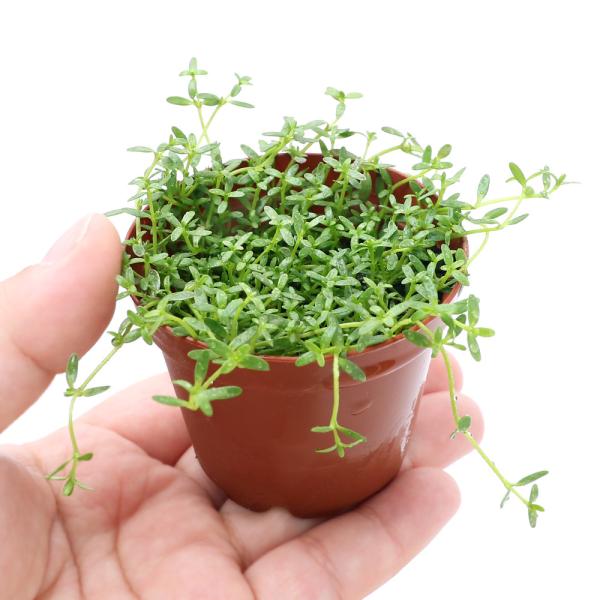 熱帯魚　メダカ　水草　前景草　アクア　アクアリウム　小型　ボトル　横に広がる　all_plants　greenplants　水上葉_前景草　スズメハコベ　スズメノハコベ　雀の繁縷　インディアンクラッスラ　ミクロカルパエア　ミニマ　20210...