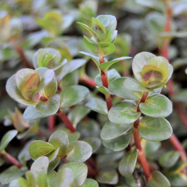 PF_SPQ　Rotala_macrandramadara　熱帯魚　メダカ　金魚　水草　後景草　赤い　all_plants　水草赤い　ロタラ　マクランドラ　ミニ　ピンク　ミソハギ科　Lythraceae　キカシグサ属　Rotala　アクアリ...