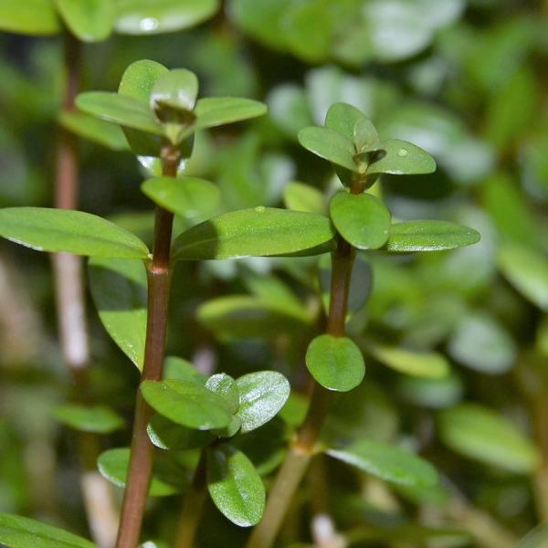 水草 ロタラ 水草の人気商品 通販 価格比較 価格 Com