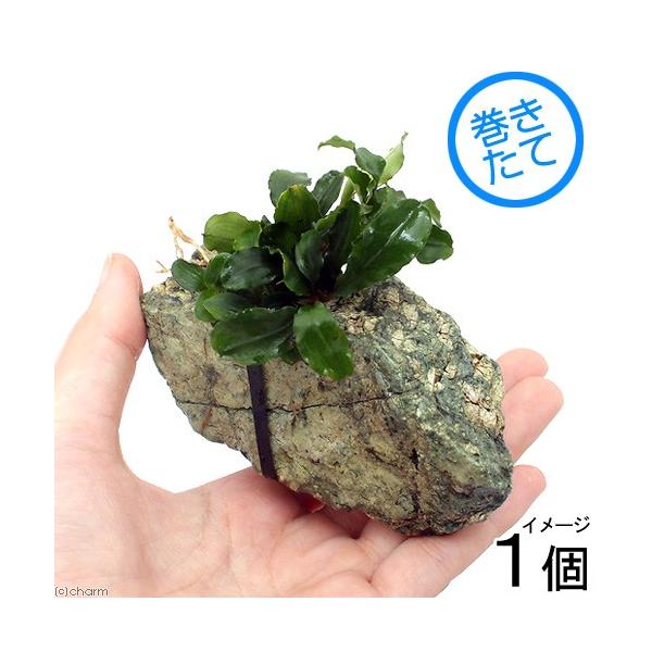 ijuZt@hDO[EF[r[@R΂rTCYitjiPj@kCEBq֗vۉ