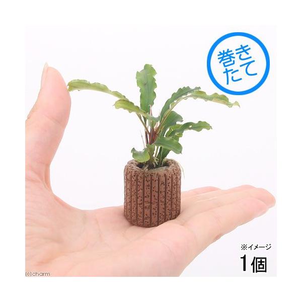 熱帯魚　_wp　_aqua　水草　クリプトとその近縁　ワイルド便/sp　all_plants水草　wp_kywrd　ブセファランドラ　sp.　BGW0824　20141001　KIX　grbsesa0406　陰性水草　低光量　greenpl...