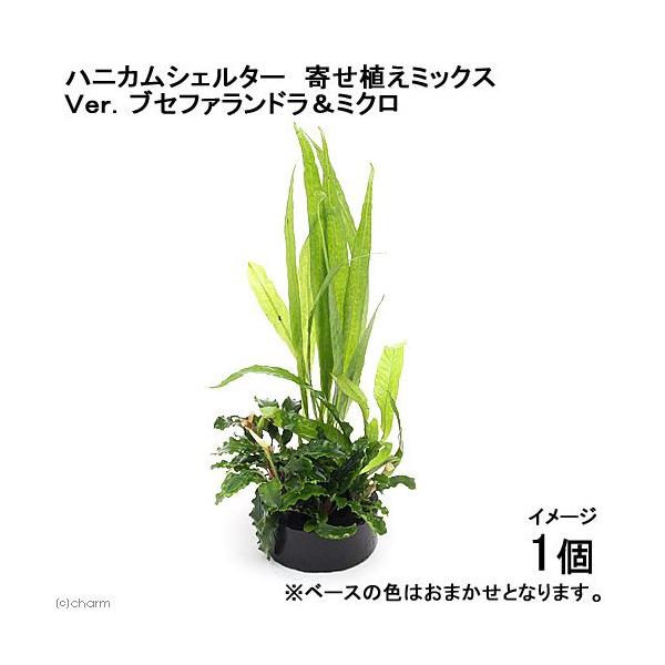 ijnjJVF^[@񂹐A~bNX@uDuZt@h~NiPjitj@kCEBq֗vۉ