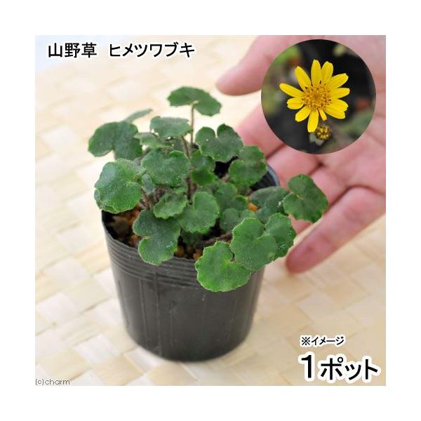 _gardening　ガーデニング　山野草　テラリウム　NT　雲南姫ツワブキ　20140205　sannyasou_2014　QKVqpgLN_bitpuXXoCMvH　gar0620_sanya　gar_sanya1412　植物　植物生体...