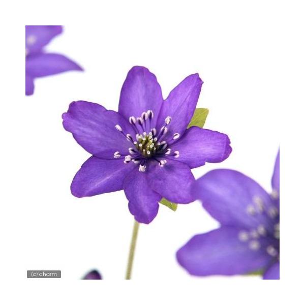 ガーデニング　山野草　テラリウム　Ｈｅｐａｔｉｃａ　ｎｏｂｉｌｉｓ　ｖａｒ．ｊａｐｏｎｉｃａ　雪割草　ユキワリソウ　三角草　ミスミソウ　NT　20140210　sannyasou_2014　QKVqpgLN_bitp　ZrbhwDz3　_g...