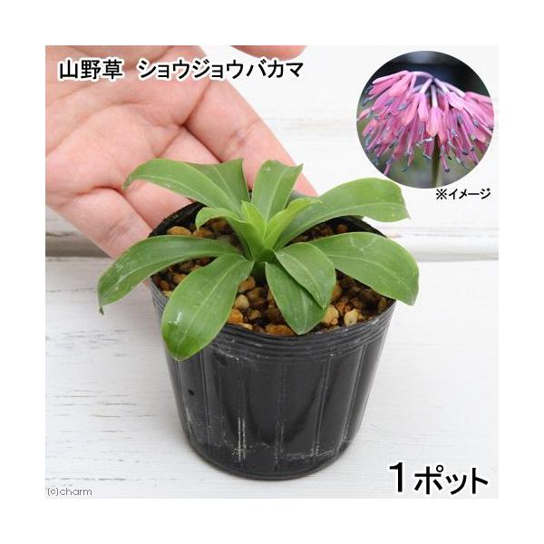 iR쑐jVEWEoJ}íXсj@RiP|bgjixԁj