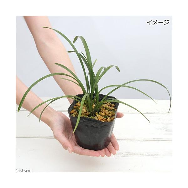 山野草 ミツバチラン 蜜蜂蘭 金稜辺３ ５号 １ポット 休眠株 Buyee Buyee 提供一站式最全面最專業現地yahoo Japan拍賣代bid代拍代購服務