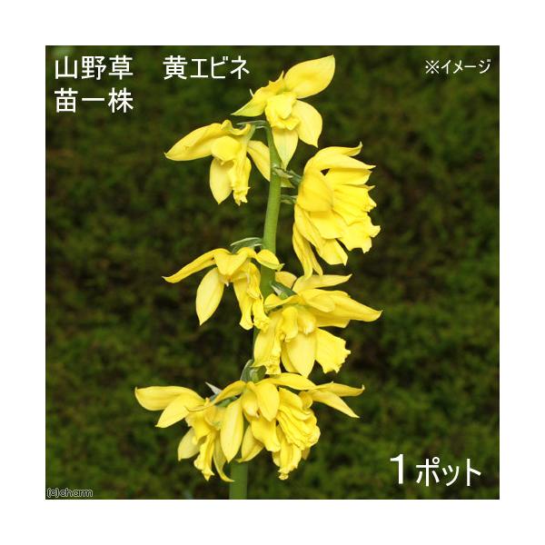 iR쑐jGrliCVjGrliCVj@RDTiP|bgjixԁj