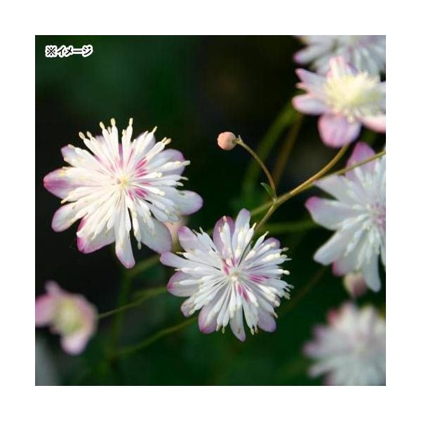 iR쑐jJ}c\Eijp~ԃJ}c@QDTiP|bgjixԁj