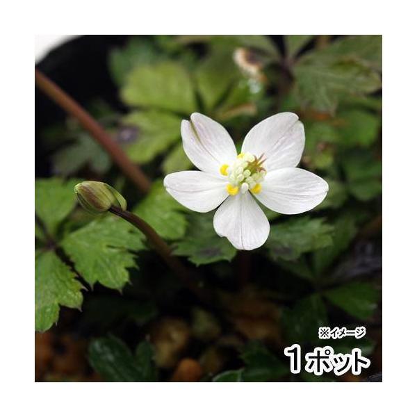 iR쑐j~ԃIEi~ԉ@j@QDTiP|bgjixԁj