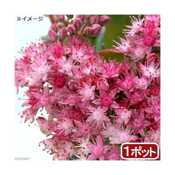 iR쑐j~Zo@R`RDTiP|bgjixԁj