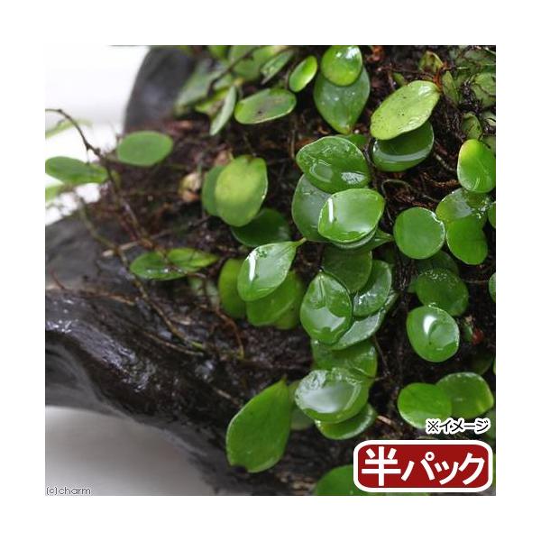 line2462terarium　_kame　_hachu　ガーデニング　山野草　観葉植物　ビバリウム　アクアテラリウム　パルダリウム　水草　着生シダ　Lemmaphyllum　microphyllum　NT　20140210　_garde...