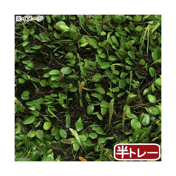 ieEjہ@g[@}d^@g[P@RU×QV