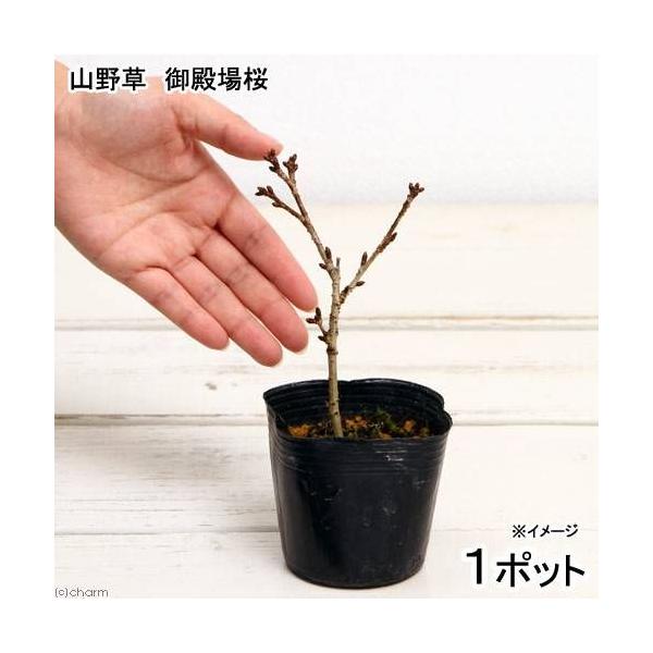 iR쑐j~́@TNij@a@R@POO@iP|bgjixԁj