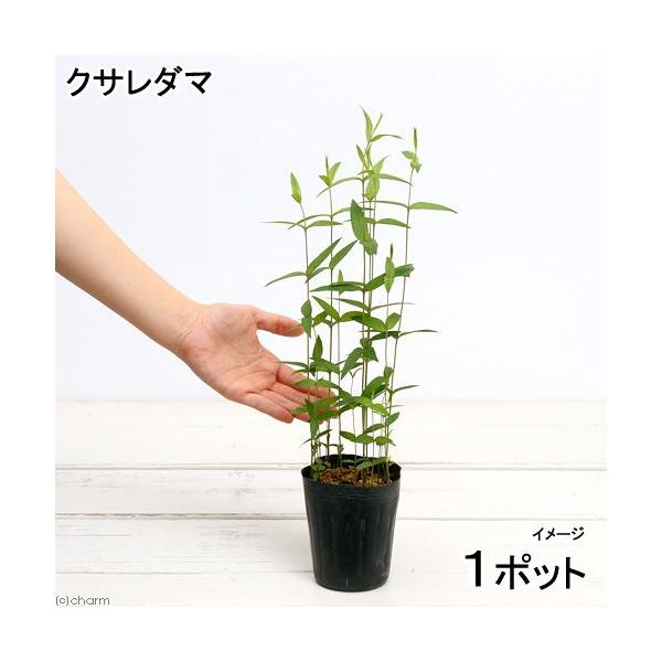 金魚・メダカ　_aqua　_gardening　ビオトープ　ウォーターガーデン　水辺植物　線形状　ガーデニング　all_plants　20140511　植物　植物生体　ガーデニング生体　育て方　育成方法　栽培方法　湿性植物　opa2_del...