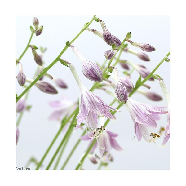 iR쑐jM{EVi[j@M{EVi[j@RiP|bgjixԁj