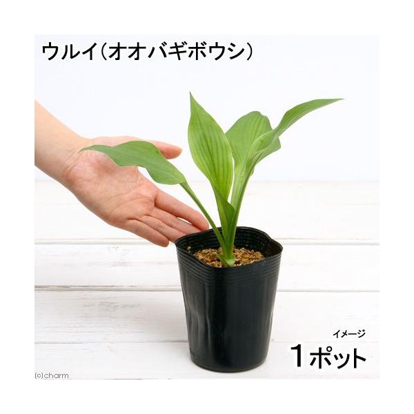 irIg[vjA@ECiIIoM{EVjiP|bgj@Aixԁj