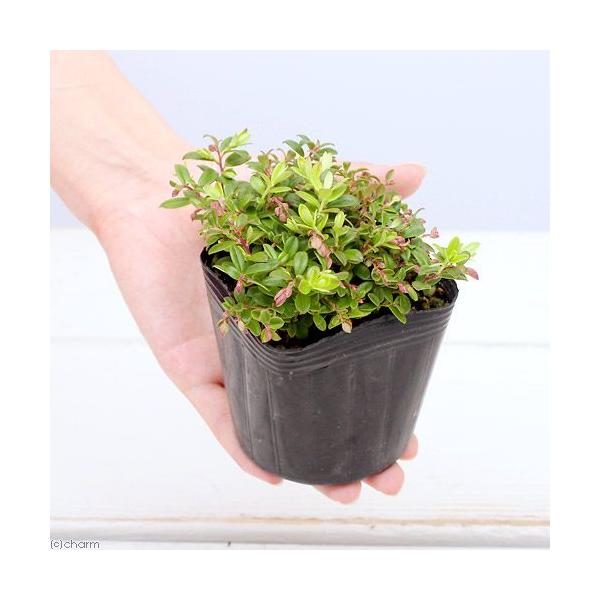 iR쑐j~́@RPiۓj@QDT`RiP|bgj@ƒ؉ixԁj