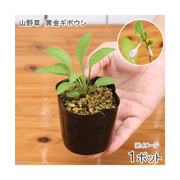 iR쑐jM{EVi[j@M{EVi[j@RiP|bgjixԁj