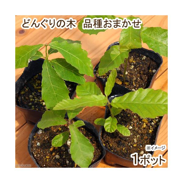 iR쑐j~́@ǂ񂮂̖؁@c@RiP|bgjixԁj