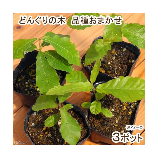 iR쑐j~́@ǂ񂮂̖؁@c@RiR|bgjixԁj