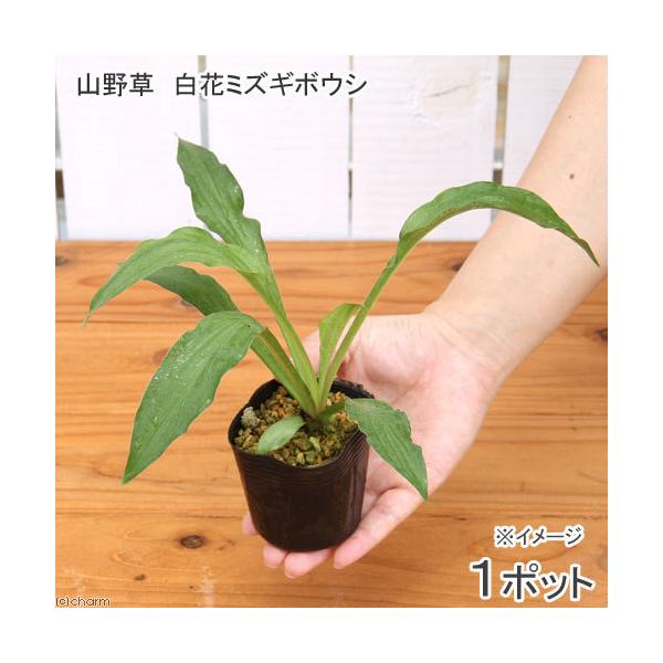 iR쑐jM{EVi[j@ԃ~YM{EViԐ[j@RiP|bgjixԁj