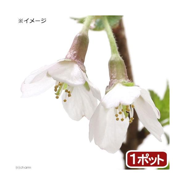 iR쑐j~́@TNijΏ̕iRWEm}Cj_xm@QDT`RiP|bgjixԁj