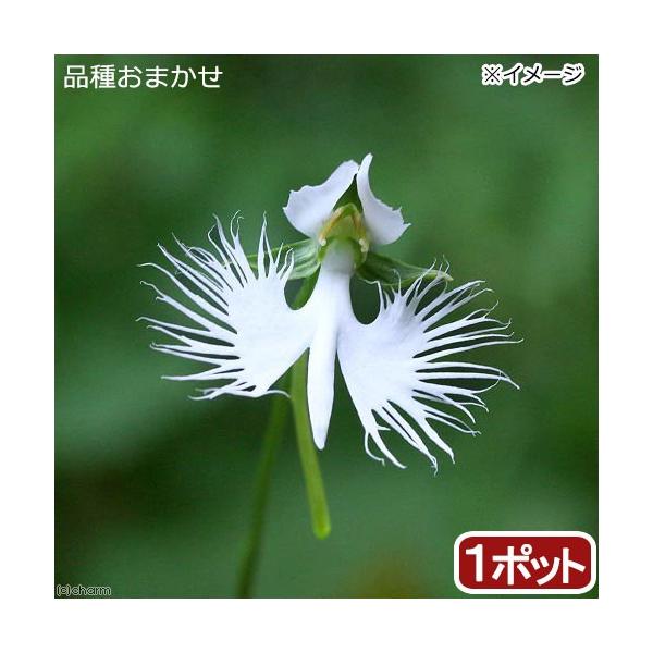 _gardening　ガーデニング　山野草　ＲＭ　Ｐｅｃｔｅｉｌｉｓ　Ｈａｂｅｎａｒｉａ　ｒａｄｉａｔａ　サギラン　20190113　sannyasou_2014　gar0620_sanya　育て方　育成方法　栽培方法　topsnya_19...