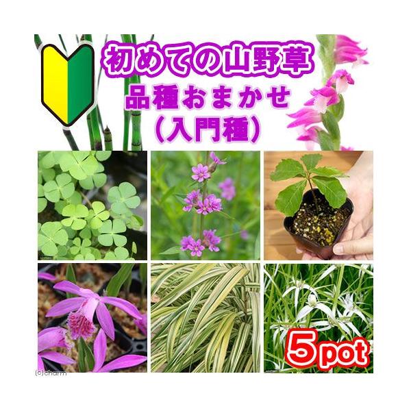 iR쑐j߂Ă̎R쑐@i킨܂ijiT|bgjixԁj