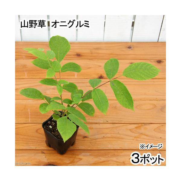 iR쑐j~́@IjO~̕ciSӓj@SiR|bgZbgj