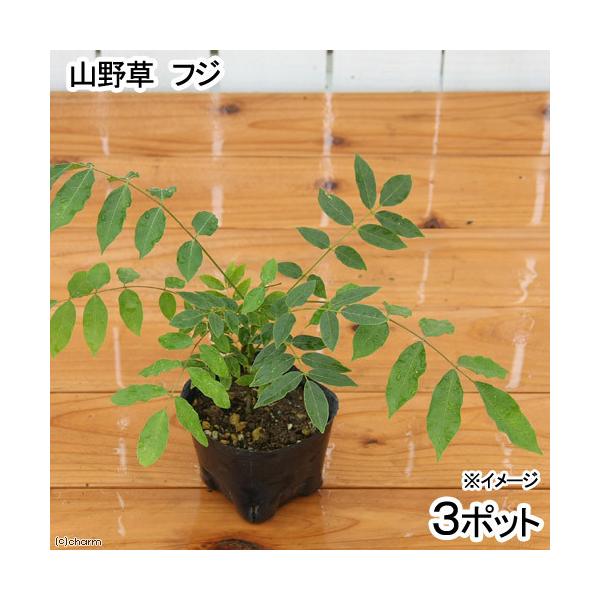 iR쑐j~́@tWiREj@RiR|bgZbgjixԁj