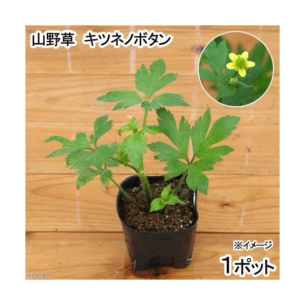 _gardening　ビオトープ　ガーデニング　水辺植物　20140719　NT　植物　植物生体　ガーデニング生体　育て方　育成方法　栽培方法　湿生植物　opa2_delete　wplanteventoc202503
